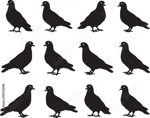 A group of black pigeon silhouettes standing on a white background in various poses