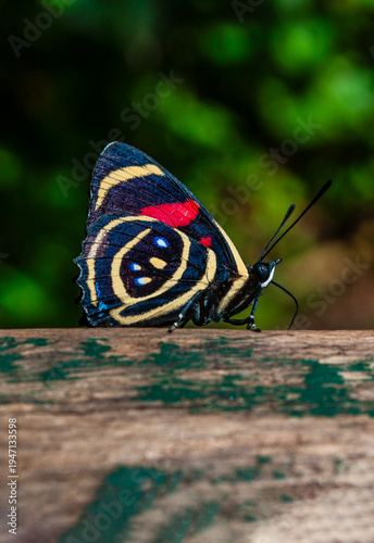Iguazu Falls, Argentina, South America: a Callicore hydaspes butterfly, known as the eighty-eight butterfly for the colorful patterns on the underside of its wings resembling the number 88
