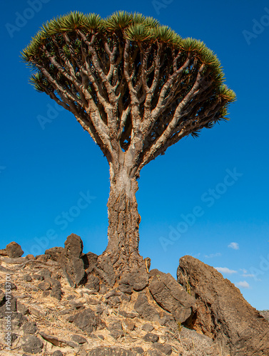 Socotra, Yemen, Middle East: a Dragon Blood tree (Dracaena cinnabari), named after the blood-like color of the red sap that the trees produce, on the island of Socotra