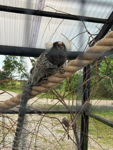 Photography marmoset in a cage