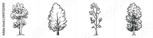 collection of tree sketches including pine and oak in minimalist black and white design vector illustration artwork
