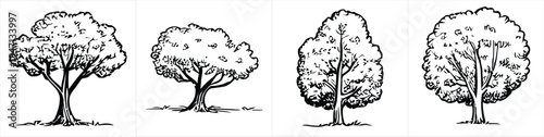 collection of four deciduous tree sketches in a minimalist black and white line art style design vector illustration artwork
