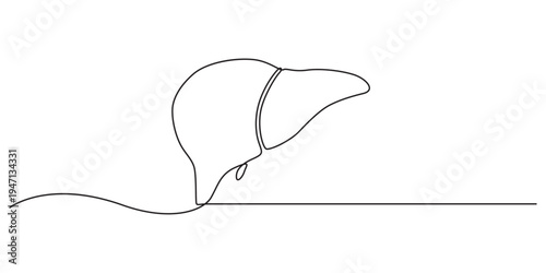 Minimalist human liver anatomy one line drawing continuous stroke vector illustration for medical healthcare education and healthy lifestyle.