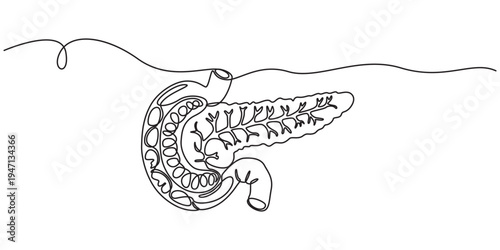 continuous one line drawing Pancreas vector illustration. line art, one continuous line, simple, hand drawn and sketch style. for icons, symbols, signs or logos. pancreas one line drawing,