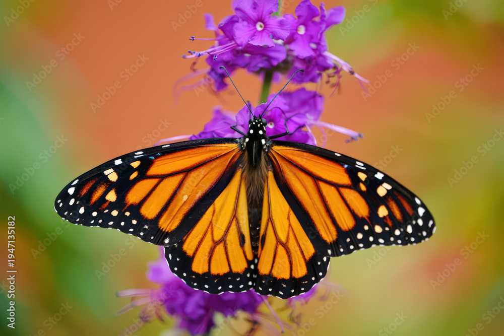 Fototapeta premium Detailed Close-Up of a Monarch Butterfly on Purple Flowers, Showcasing Its Intricate Wing Patterns and Delicate Antennae in a Natural Garden Setting