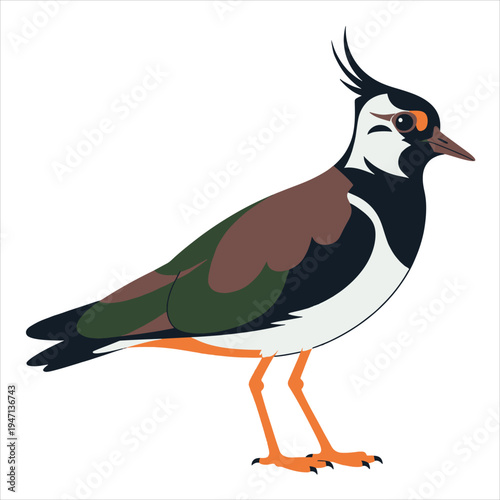 Vector illustration of a pheasant bird