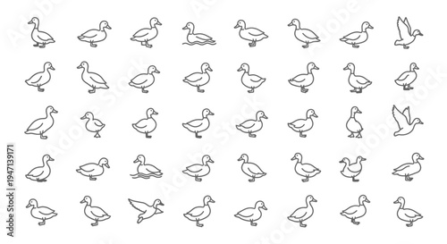 Collection of black and white line art ducks in various poses on plain background