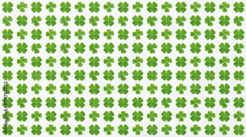 A detailed overhead view of a large collection of green four-leaf clovers arranged in a grid pattern on a white background.