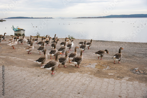 Geese near Golyazi Lake, Bursa, Turkiye