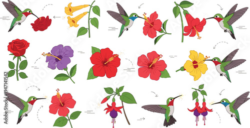 Set of hummingbird and tropical flower vector illustrations featuring birds pollinating hibiscus roses and fuchsias for nature conservation and botanical garden themed design
