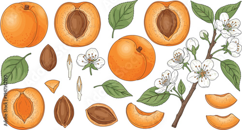 Hand Drawn Apricot Fruit Botanical Vector Set with Apricot Halves, Seeds, Leaves and Blossoming Branch Illustration
