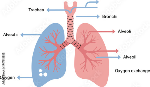 Human respiratory system diagram, lungs anatomy illustration, oxygen exchange process, trachea bronchi alveoli, medical education design, healthcare learning art