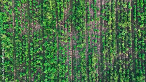 Aerial drone flying over countryside green plantation
