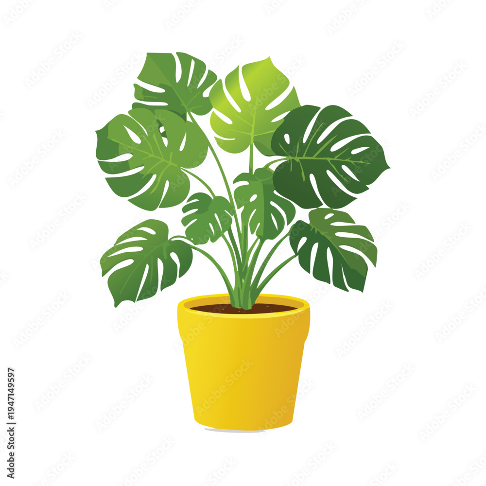 Obraz premium Vibrant monstera plant in yellow pot isolated on white background