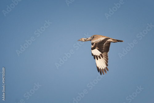 Foto Majestic Asian Houbara bustard in mid-flight against a clear blue sky, showcasing detailed wing patterns for wildlife and falconry themes