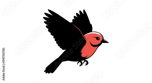 A red and black bird in mid flight with wings spread wide on white background