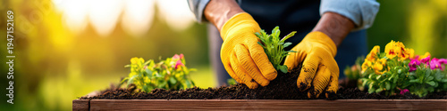 Gardener wearing yellow gloves planting green seedling in soil on wooden planter box with colorful flowers in bright sunlight, showing care and nature connection