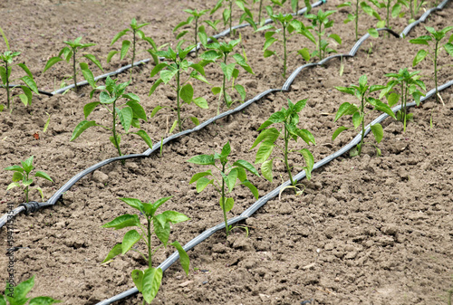 Pepper cultivation using drip irrigation