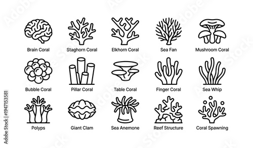 Coral varieties: brain, staghorn, elkhorn, sea fan, mushroom, bubble, pillar, table, finger
