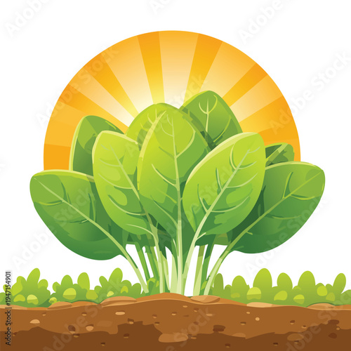 Fresh green spinach plant growing in the sunlight for healthy eating