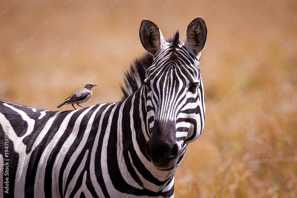 Naklejka premium Plains zebra portrait with oxpecker resting on its back in the natural environment.