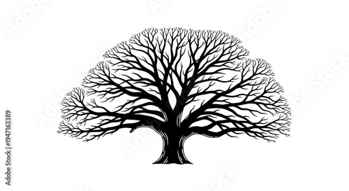 Silhouette of a large leafless tree with intricate branching pattern.