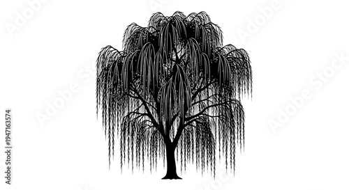Silhouette of a weeping willow tree with drooping branches and long leaves.
