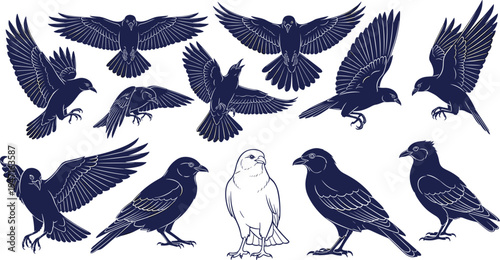 Raven and crow silhouettes in flight and perched positions, dark and white bird contrast, vector illustration for wildlife, avian motion, nature, and artistic concepts