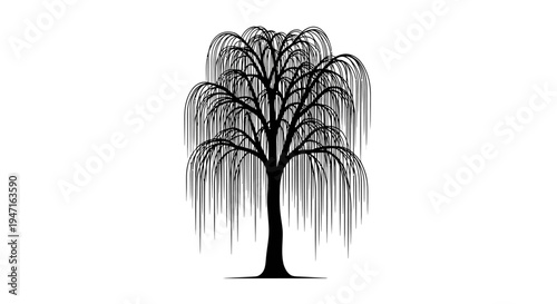 Silhouette of a leafless willow tree with hanging branches.
