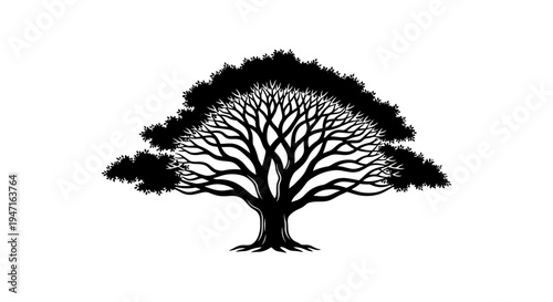 Silhouette of a large tree with spreading branches and dense foliage.