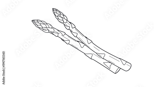 Pair of fresh green asparagus spears are shown in a clean black and white line drawing with detailed tips and scales.
