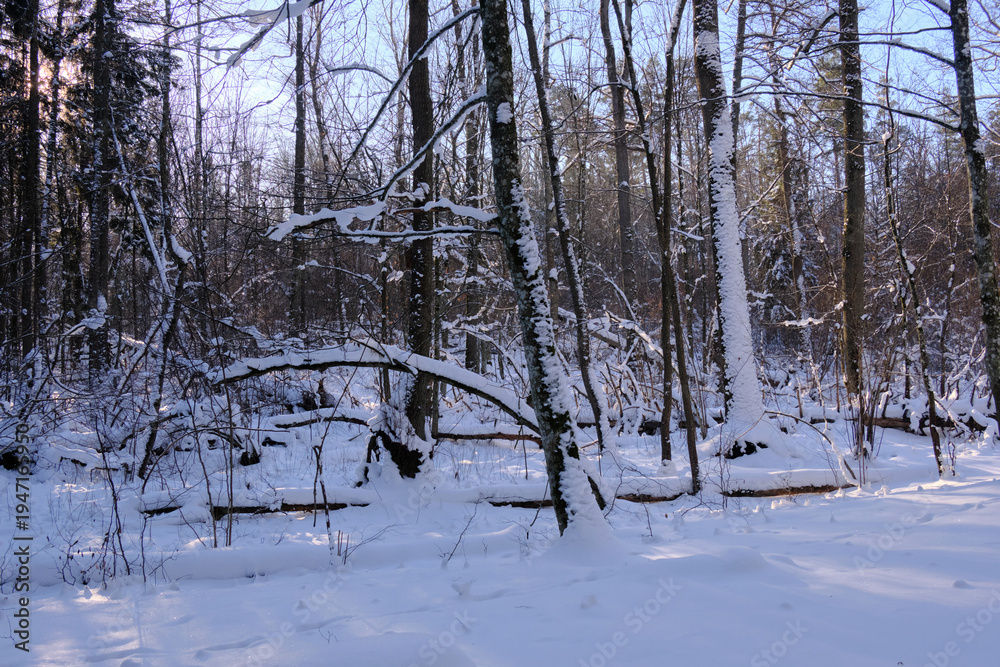 Fototapeta premium Winter forest landscape showcasing snowy trees and fallen logs