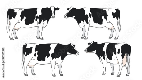 Illustration of four black and white Holstein cows from different angles showing their typical spotted patterns and udders.