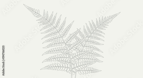 Detailed line art illustration of a beautiful natural fern plant, showcasing its intricate fronds and organic structure in a timeless, elegant botanical drawing style.