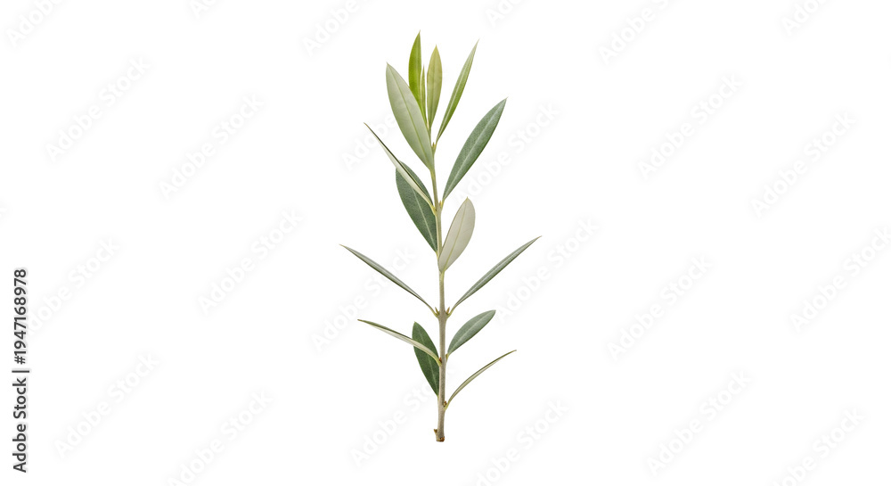 Fototapeta premium Olive branch with leaves on transparent background