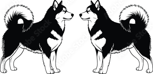 Symmetrical Alaskan Malamute dog illustration with thick fur erect ears curled tails and confident stance black and white design suitable for nature animal breed art and decorative concepts