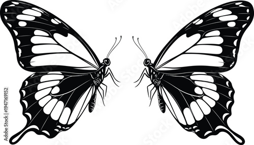 Symmetrical black and white butterfly illustration with intricate wing patterns facing each other detailed nature design suitable for biology art symmetry and decorative concepts
