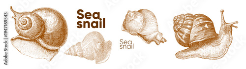 Intricate illustration of sea snails showcasing detailed shell patterns and textures. The artwork highlights the natural beauty and diversity of marine life in a vintage style.