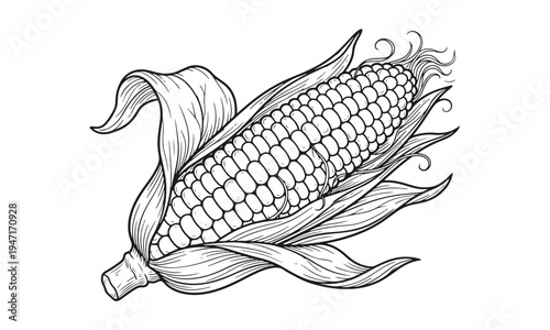 Outline corn cob illustration with clean contour lines isolated on white background. Corn cob, sweet corn, maize cob, corn vegetable, farm crop concept