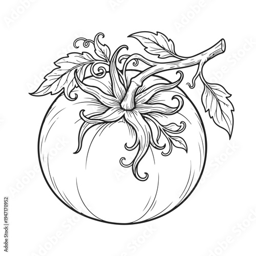 Outline tomato illustration with clean contour lines isolated on white background. Tomato icon, fresh tomato, vegetable outline, organic vegetable, food ingredient concept