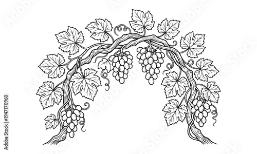 Elegant grapevine arch with hanging clusters. Vintage sketch of grape bunches, organic vine leaves