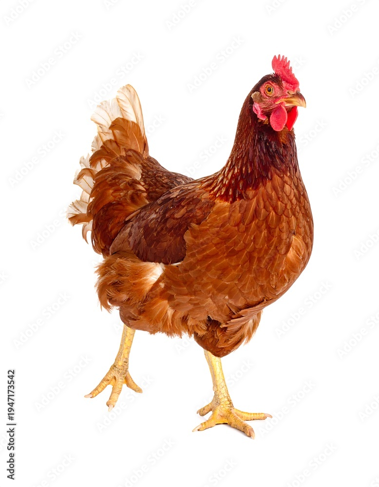 Fototapeta premium Brown hen walking, isolated. Detailed plumage and a bright red comb stand out