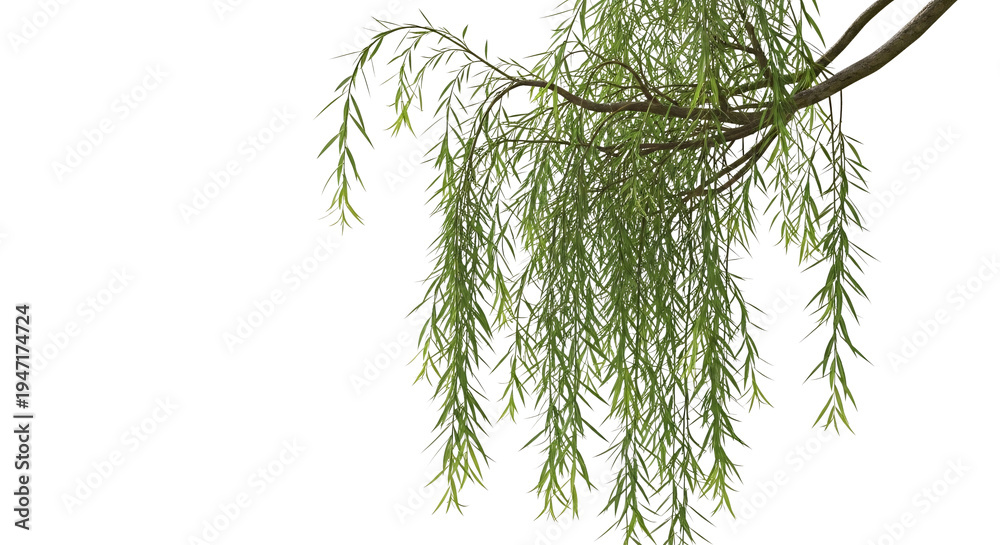Fototapeta premium Weeping willow branch with green leaves transparent background