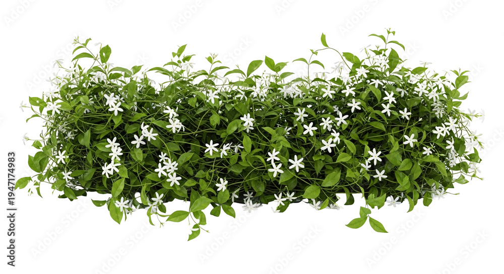 Fototapeta premium White jasmine flowers bush on transparent background