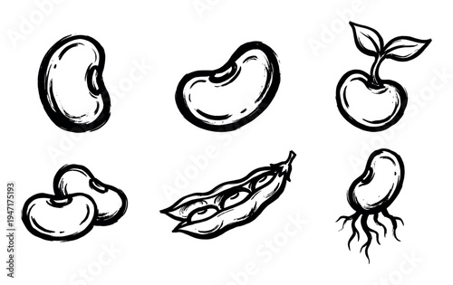 Collection of hand-drawn sketch illustrations depicting various beans, a sprouted bean, and an open bean pod.