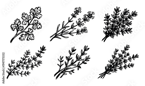 Set of six hand-drawn black and white illustrations depicting various fresh culinary herbs and leafy green plants.