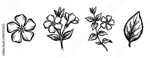 Hand-drawn black and white botanical illustrations of various flowers and a single leaf, showcasing a vintage sketch style.