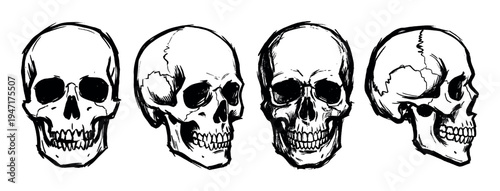 Artistic illustration of human skulls from different perspectives, rendered with a sketchy, hand-drawn style.