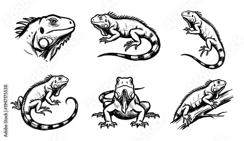Various hand-drawn black and white iguana illustrations showcasing different poses and perspectives of the reptile.