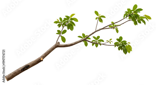 Isolated Tree Branch with Fresh Green Leaves